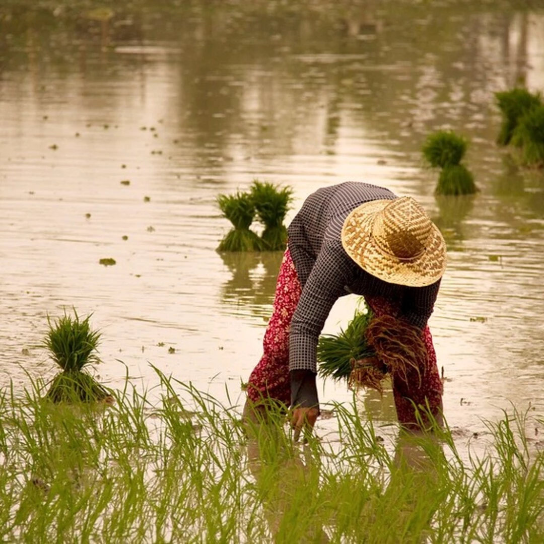 برنج هاشمی تاریخچه